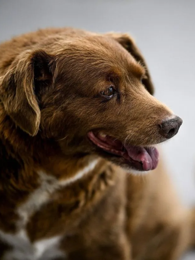 Bobi O Cachorro Mais Velho Do Mundo Completa Anos Festa Web