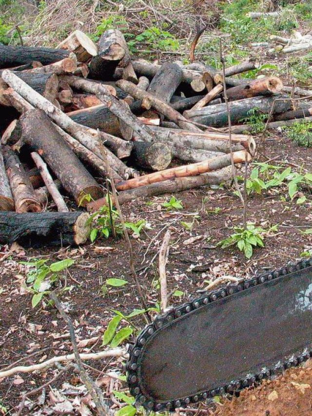 Alertas de desmatamento caem na Amazônia e têm recorde no Cerrado Web