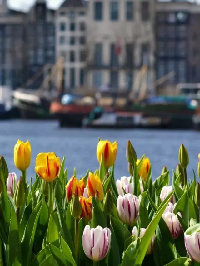 Começa a temporada das tulipas na Holanda veja onde encontrá las Web