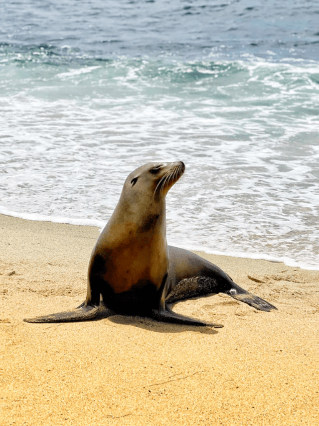 Leões-marinhos doentes estão a dar à costa na Califórnia por causa das  algas, Animais