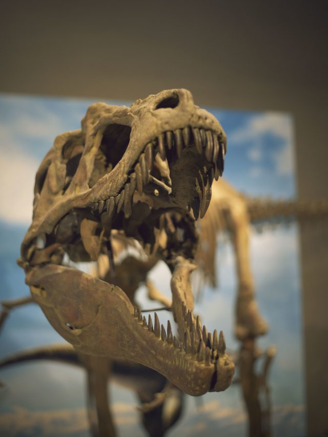 Tiranossauro é centro de debate sobre inteligência dos dinossauros