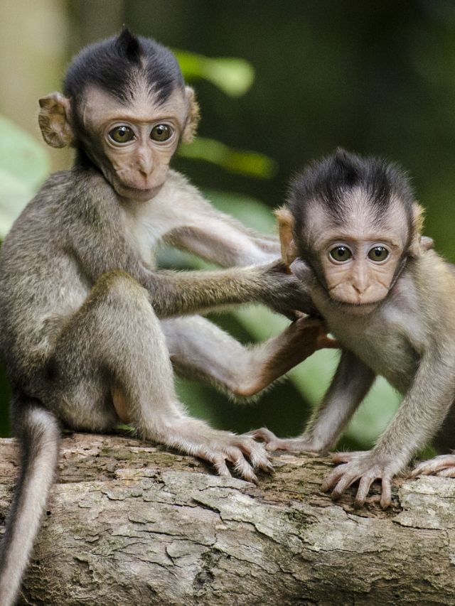 Macacos parecem dizer Olá e Adeus uns aos outros - Giz Brasil
