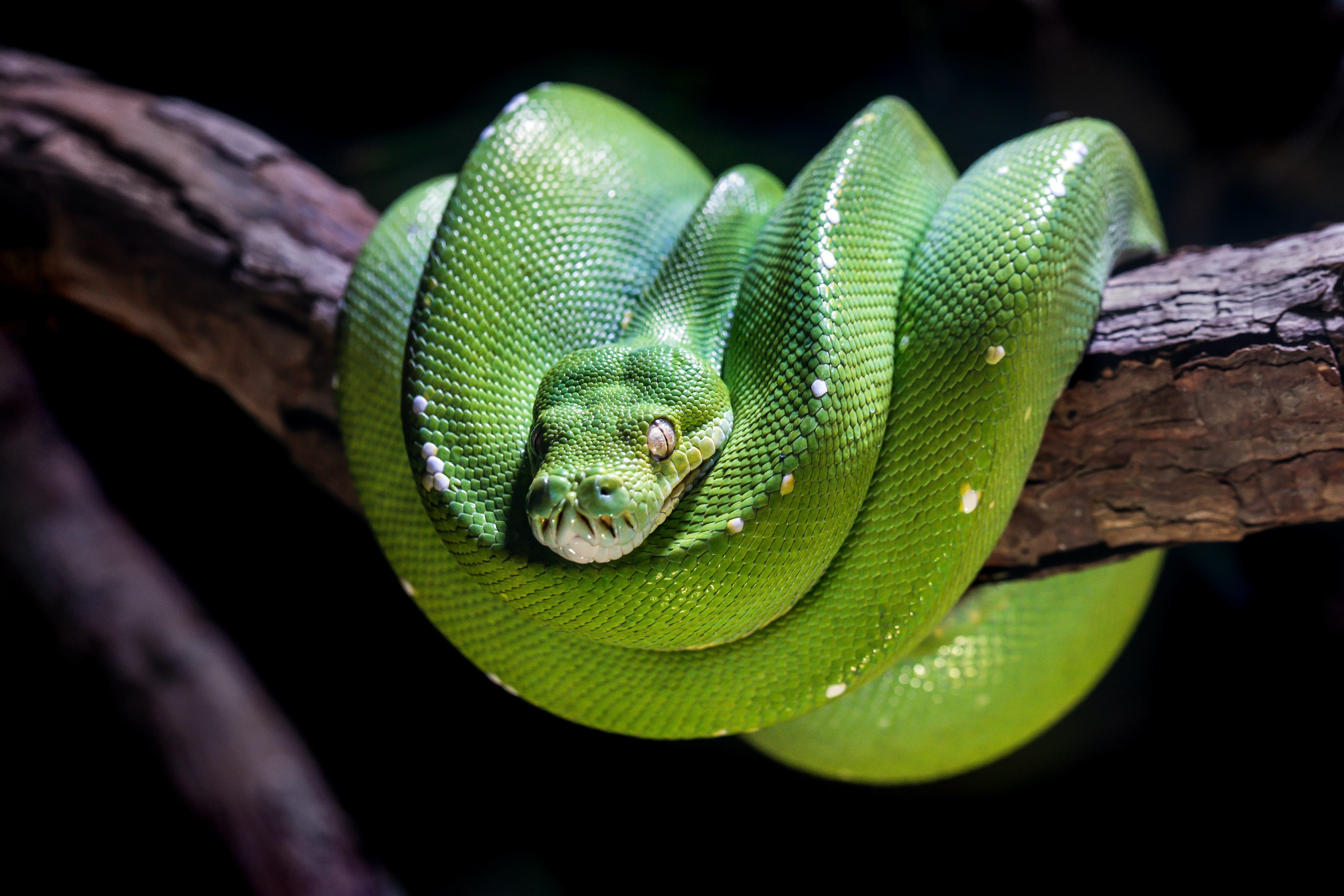 Vídeo que mostra impressionante contraste de cobra azul venenosa se torna  viral nas redes sociais – Metro World News Brasil