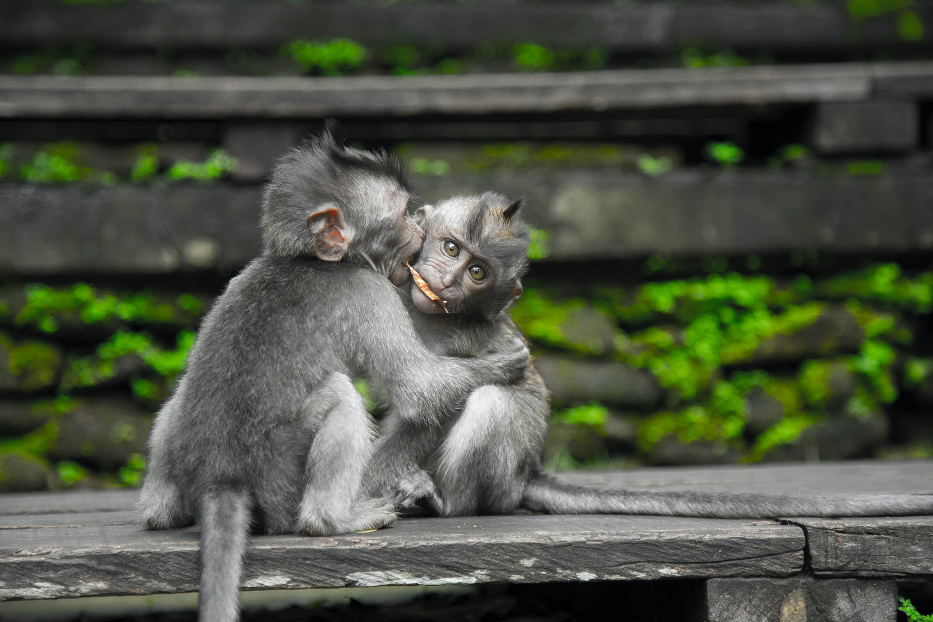 Macacos parecem dizer Olá e Adeus uns aos outros - Giz Brasil