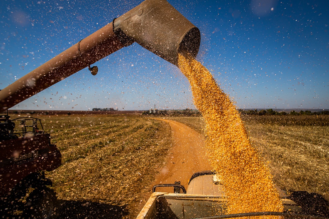 Brasil deve alcançar recorde na safra de grãos 2021/22 com mais de 271  milhões de toneladas - Revista Cultivar