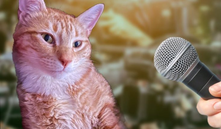 Como este gato laranja se tornou uma voz para trabalhadores sindicais dos  EUA