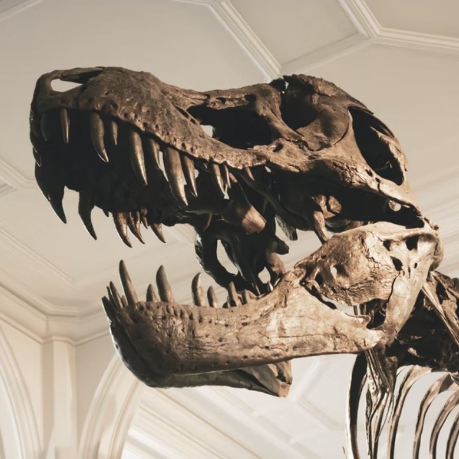 Novo estudo questiona existência dos Tiranossauro Rex tal como conhecemos