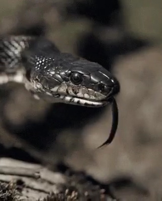 Cobra rara é encontrada no Alabama pela segunda vez em 60 anos