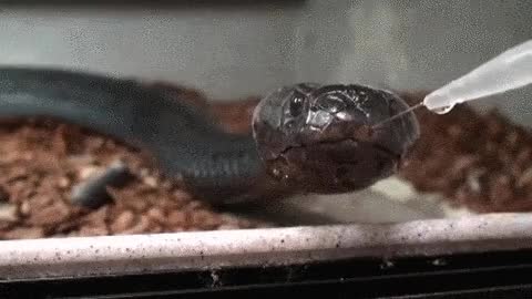 Cobra rara é encontrada no Alabama pela segunda vez em 60 anos