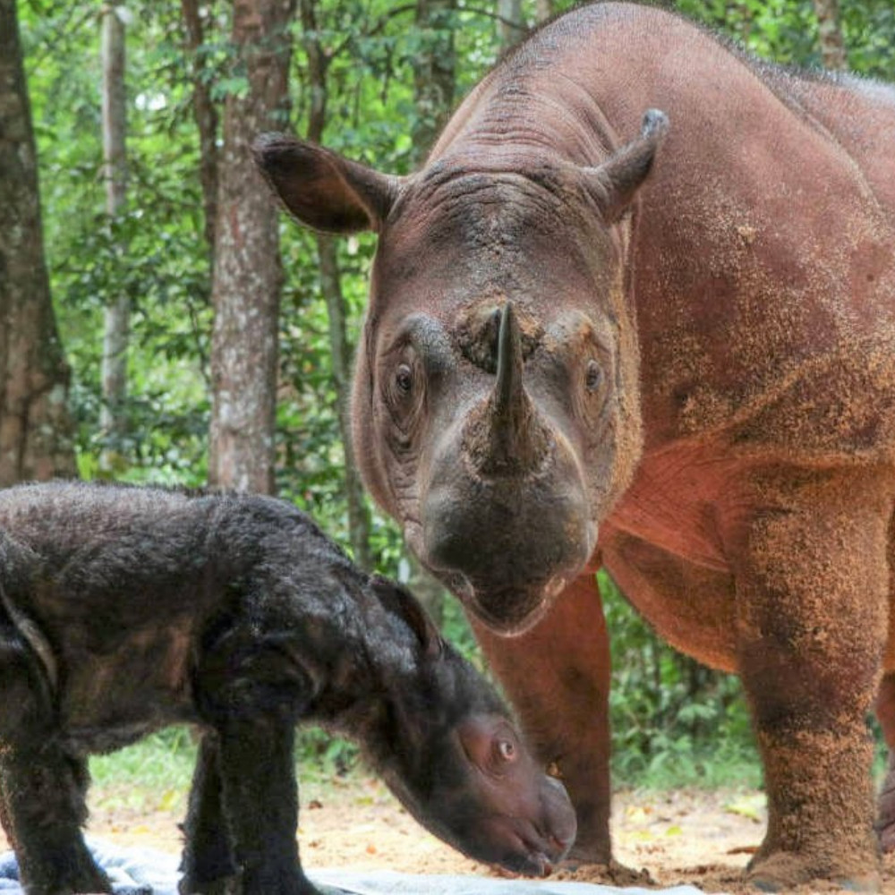 Ameaçado de extinção, filhote do rinoceronte de Sumatra nasce na Indonésia