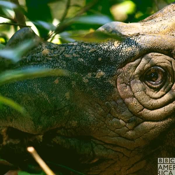 Ameaçado de extinção, filhote do rinoceronte de Sumatra nasce na Indonésia