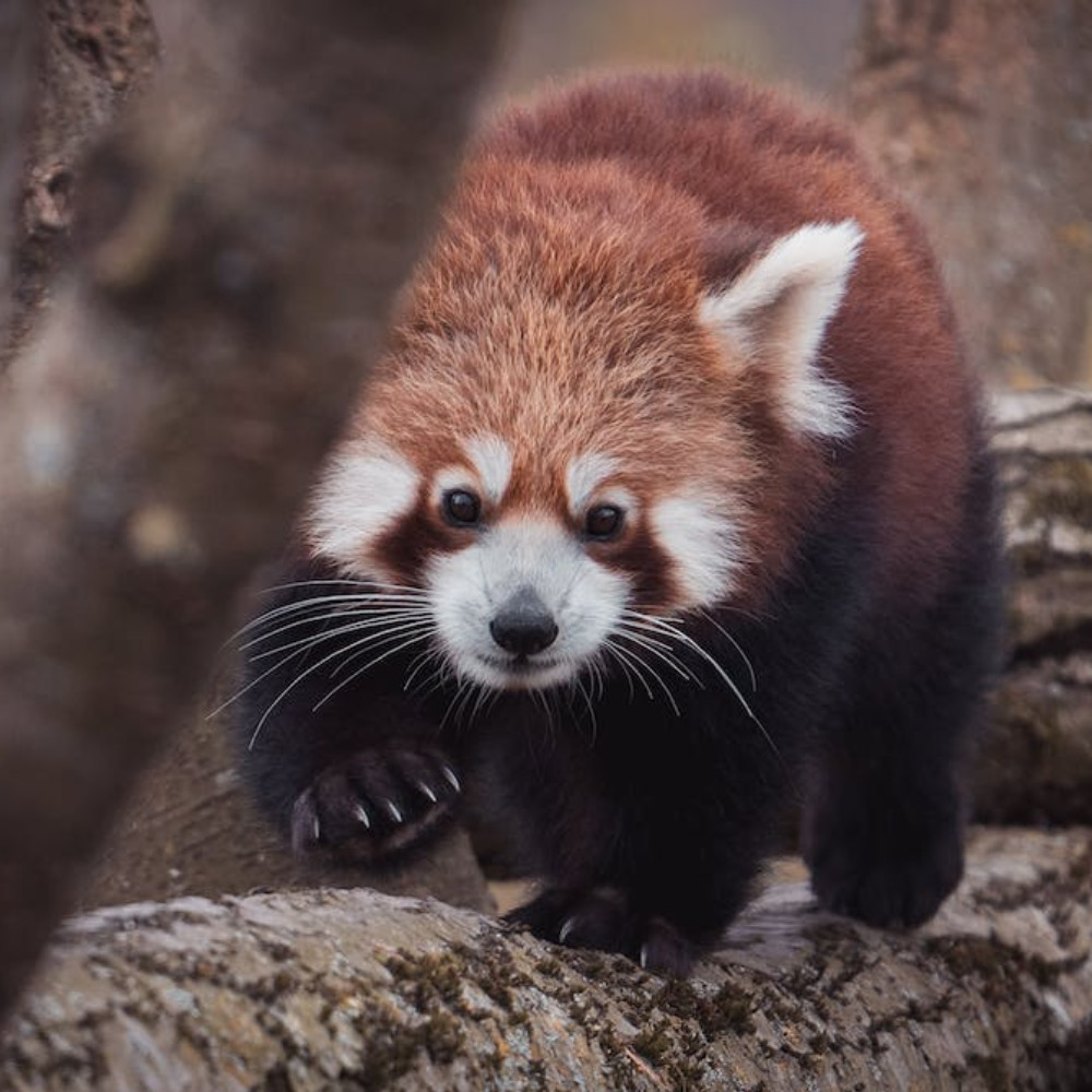 Filhote de panda-vermelho nasce; espécie é ameaçada de extinção