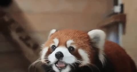 Filhote de panda-vermelho nasce; espécie é ameaçada de extinção