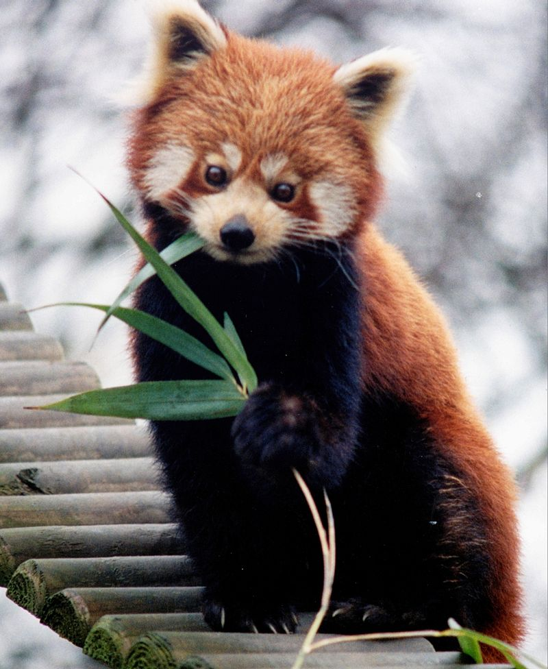 Filhote de panda-vermelho nasce; espécie é ameaçada de extinção