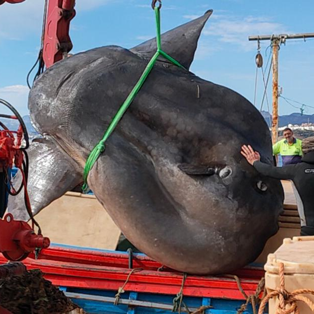Peixe-lua de quase 3 toneladas quebra recorde de peixe ósseo mais pesado do  mundo