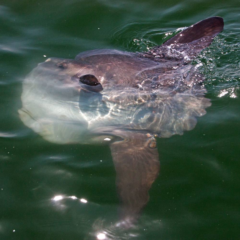 Peixe-lua de quase 3 toneladas quebra recorde de peixe ósseo mais pesado do  mundo