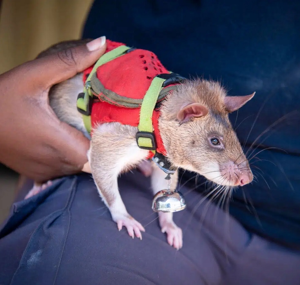 Ratos com mochilas estão em treinamento para fazer missões de busca e  resgate