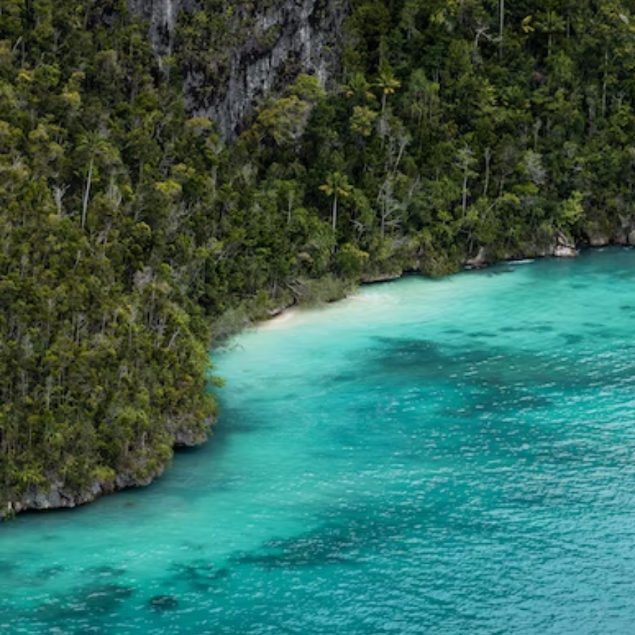 Pássaro considerado extinto desde 1882 é visto em vídeo em Papua Nova Guiné