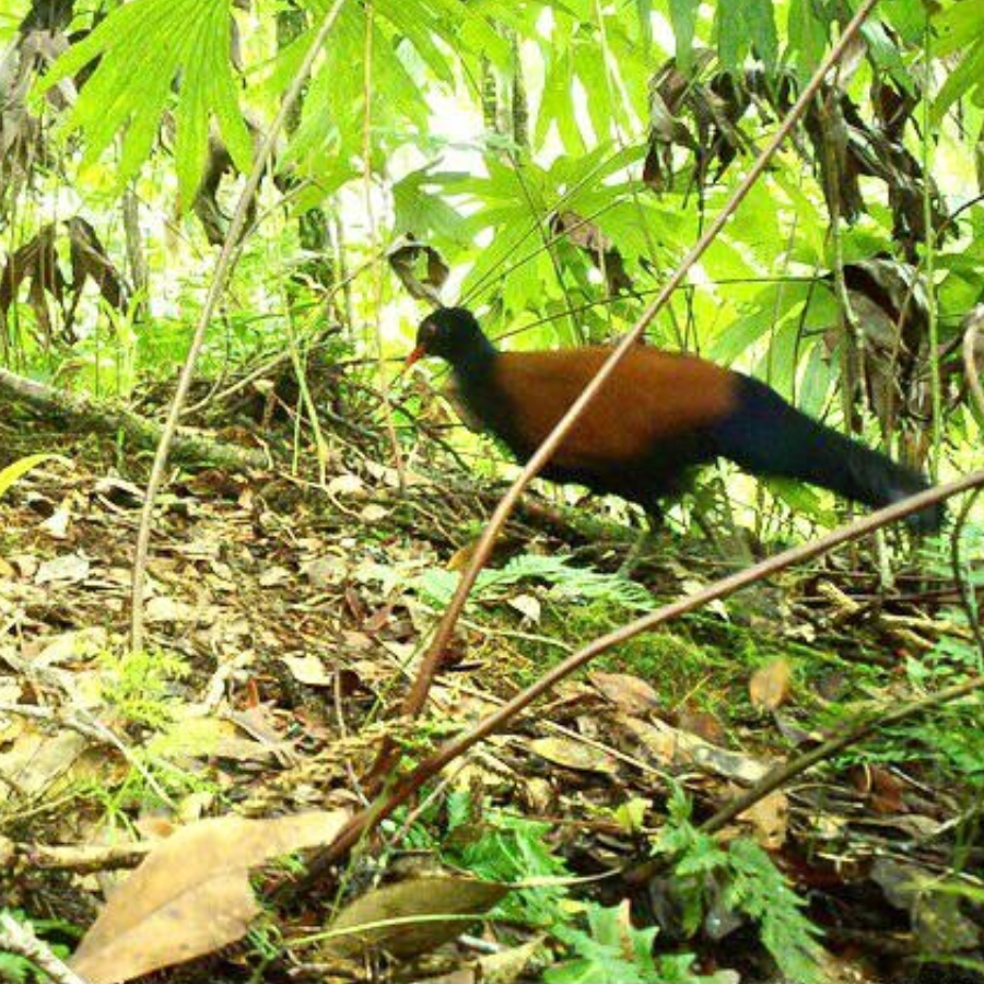 Pássaro considerado extinto desde 1882 é visto em vídeo em Papua Nova Guiné