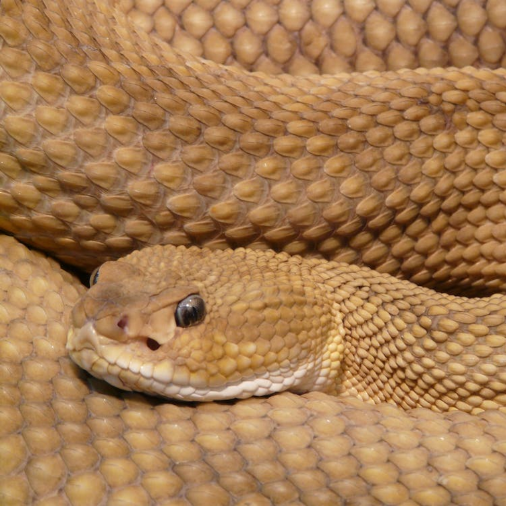 Saiba o que fazer e o que evitar se encontrar uma cobra em casa