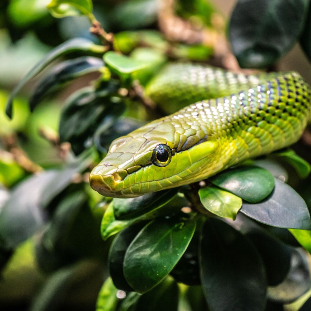 Saiba o que fazer e o que evitar se encontrar uma cobra em casa