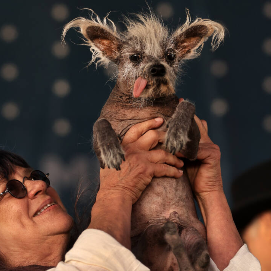 Cão de crista chinês vence concurso nos EUA como mais feio do