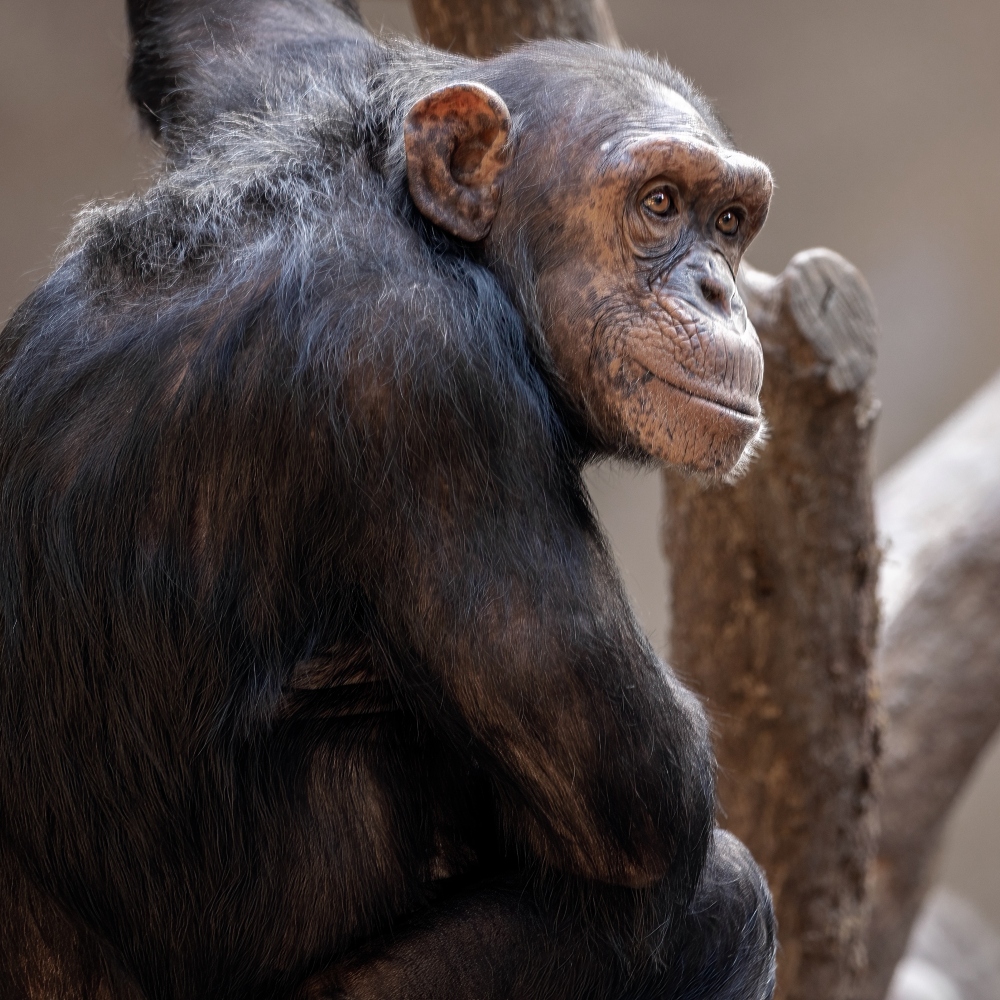 G1 - Chimpanzé 'gênia' comprova que inteligência varia entre primatas -  notícias em Ciência e Saúde