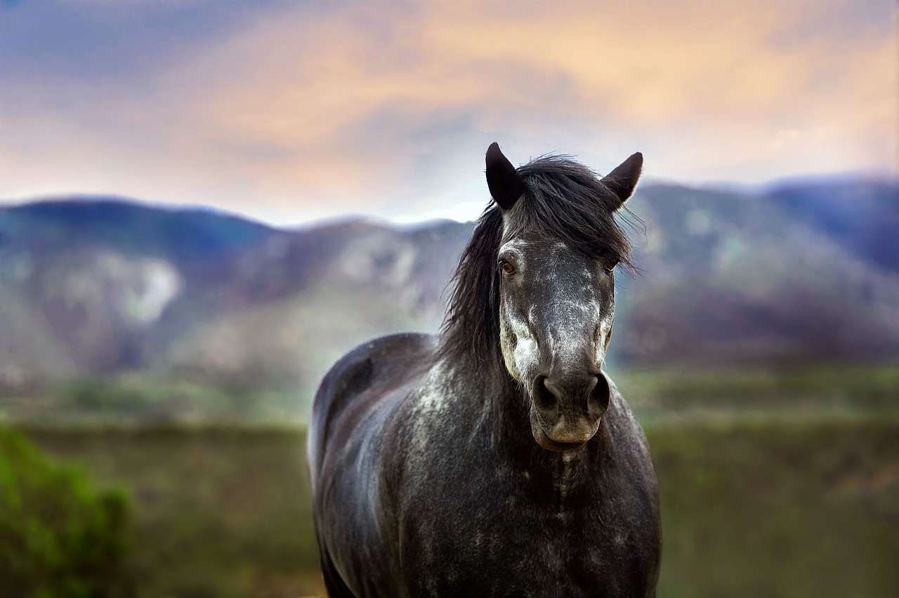 Cabra enrosca chifres em rabo de cavalo e vídeo viraliza com pergunta: Como  fez isso?