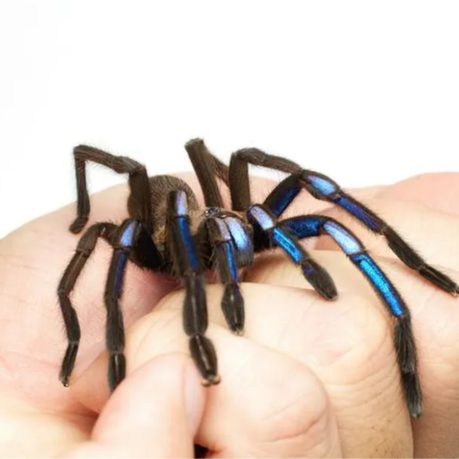 Espécie de tarântula azul elétrica é descoberta na Tailândia | Web