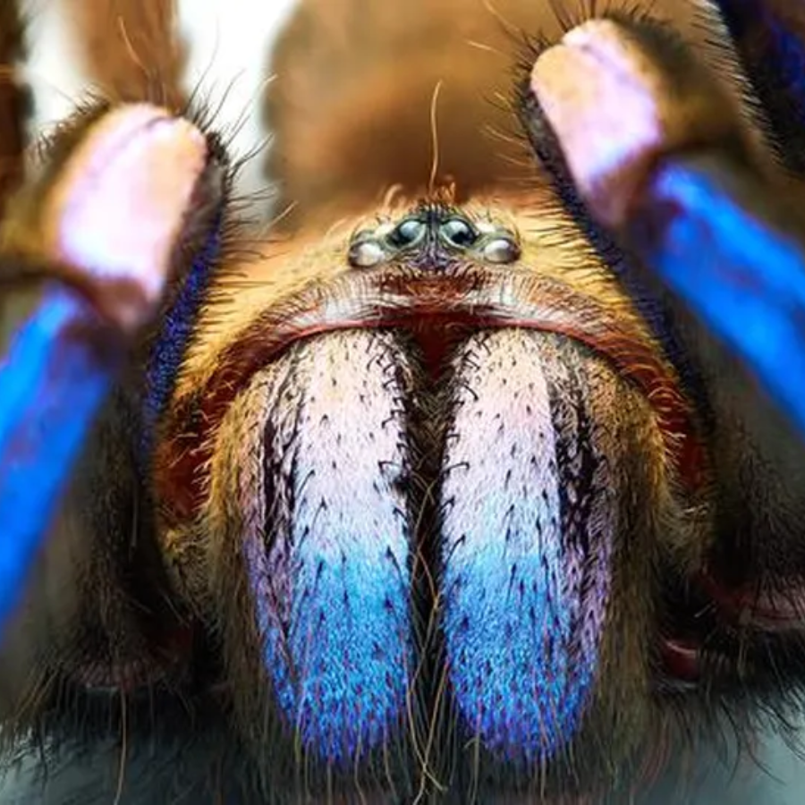 Espécie de tarântula azul elétrica é descoberta na Tailândia | Web