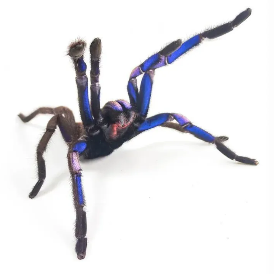 Espécie de tarântula azul elétrica é descoberta na Tailândia | Web