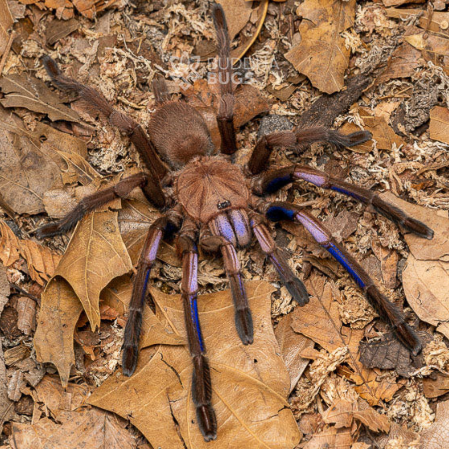 Espécie de tarântula azul elétrica é descoberta na Tailândia | Web