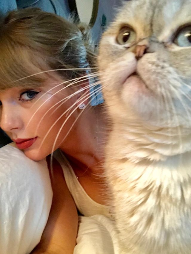 Conheça fortuna da gata de Taylor Swift