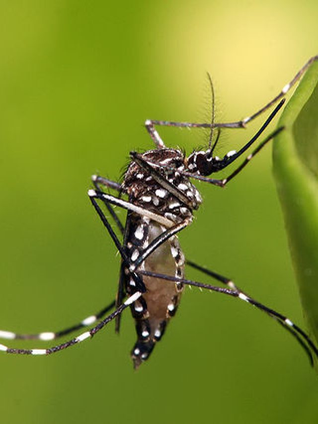EUA aprovam 1ª vacina contra o vírus chikungunya
