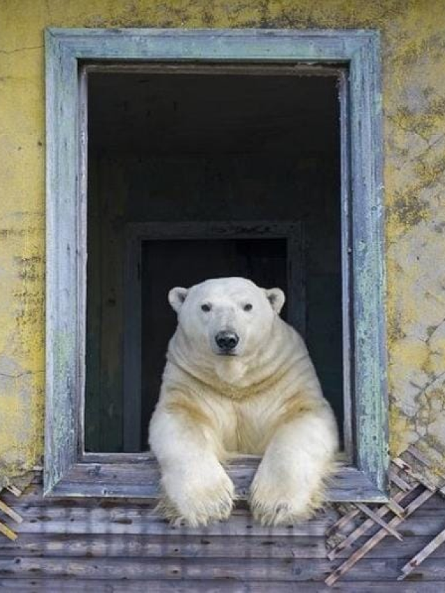 Estação climática abandonada no Ártico vira lar de ursos polares