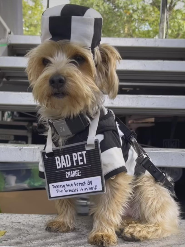 Desfile de fantasias de Halloween para cachorros em NY viraliza; veja