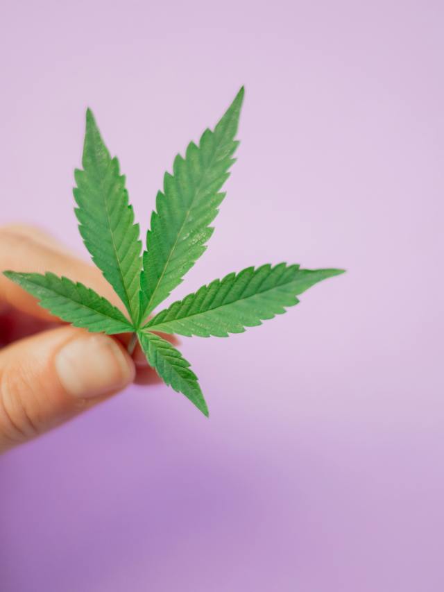 Estudo feito indica problemas de saúde ligados ao abuso de cannabis