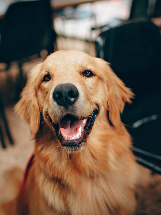 Brincar com cães ajuda a reduzir estresse? Novo estudo diz que sim