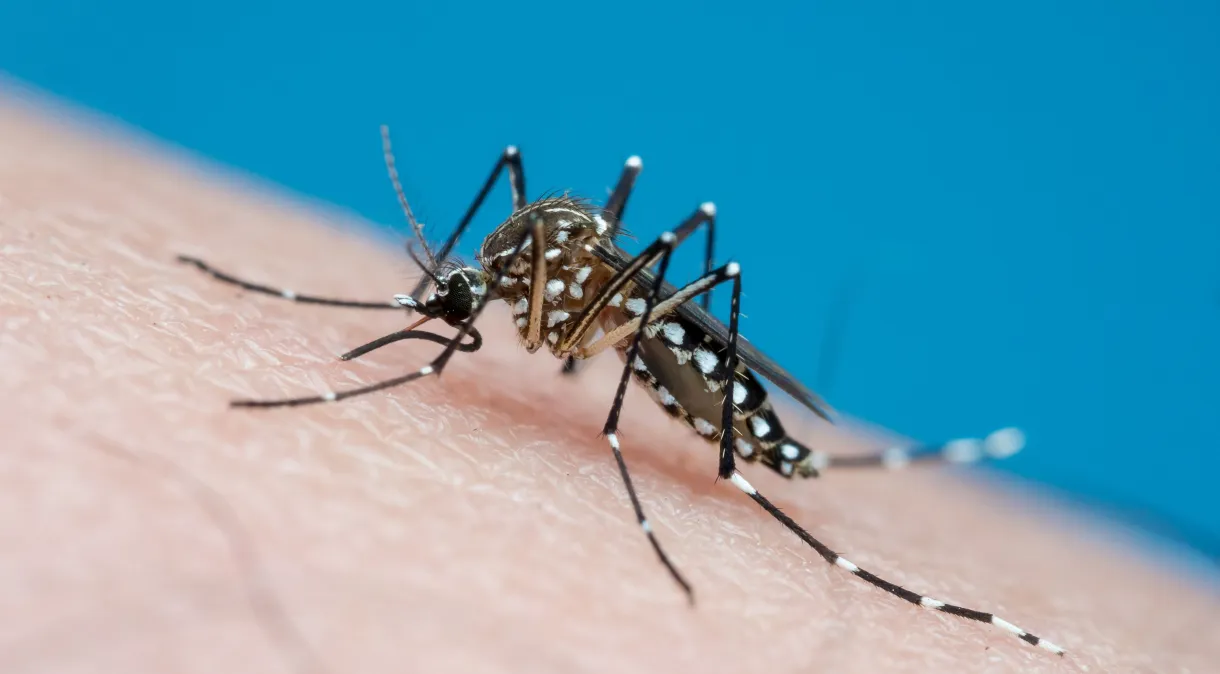 Dengue: quais são os sintomas e quando devo procurar um médico?