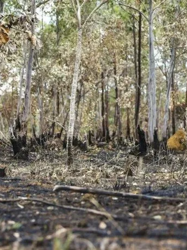 Desmatamento cai na Amazônia mas sobe 43 no Cerrado Web Stories CNN