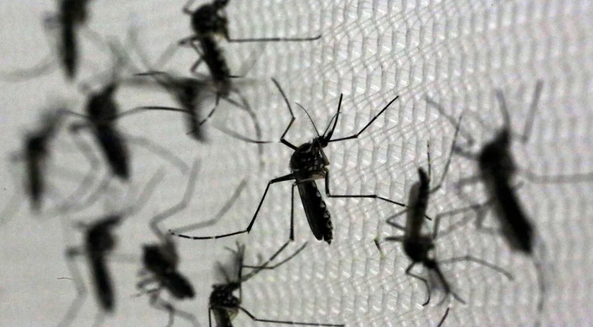 Aquecimento global e El Niño impulsionam casos de dengue no Brasil