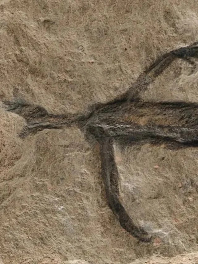 Fóssil de lagarto é na verdade apenas tinta, dizem os pesquisadores