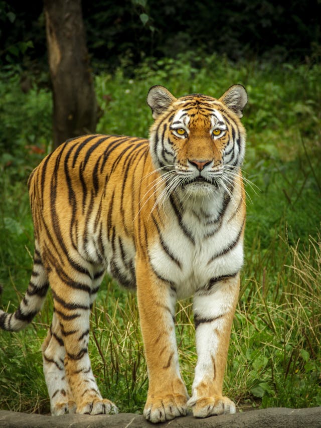 Entenda como a Nasa e o Google Earth estão ajudando a salvar tigres