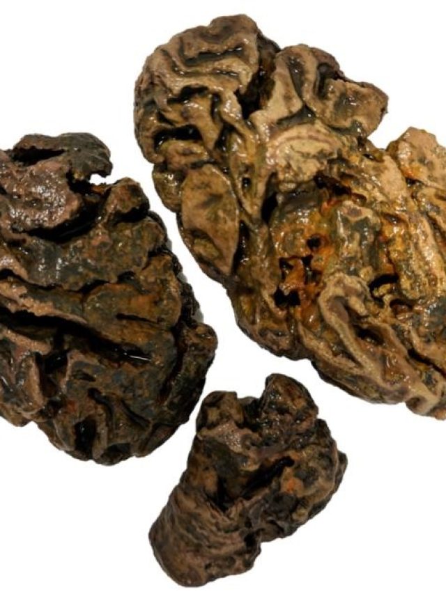 Cérebros preservados por mais de 12 mil anos são encontrados