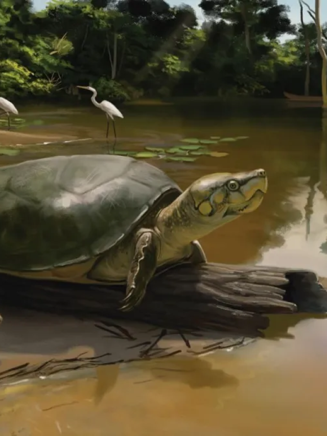 Fóssil revela tartaruga gigante que viveu na Amazônia há 40 mil anos