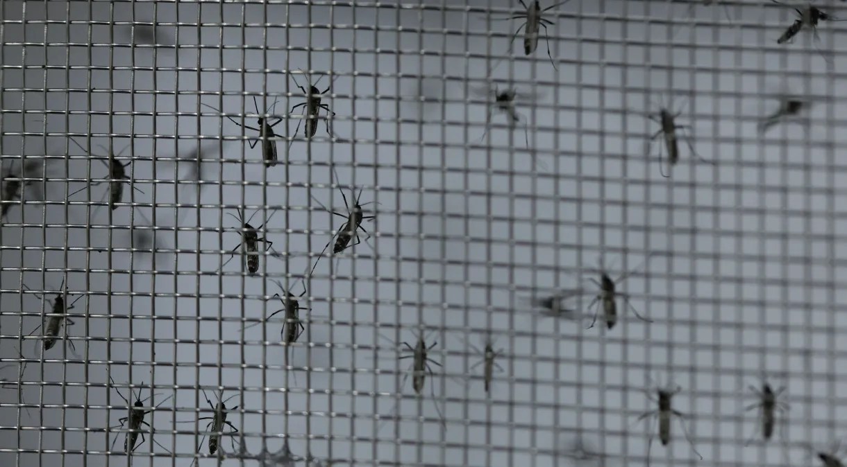 Empresa aposta em mosquitos transgênicos para combater dengue no Brasil
