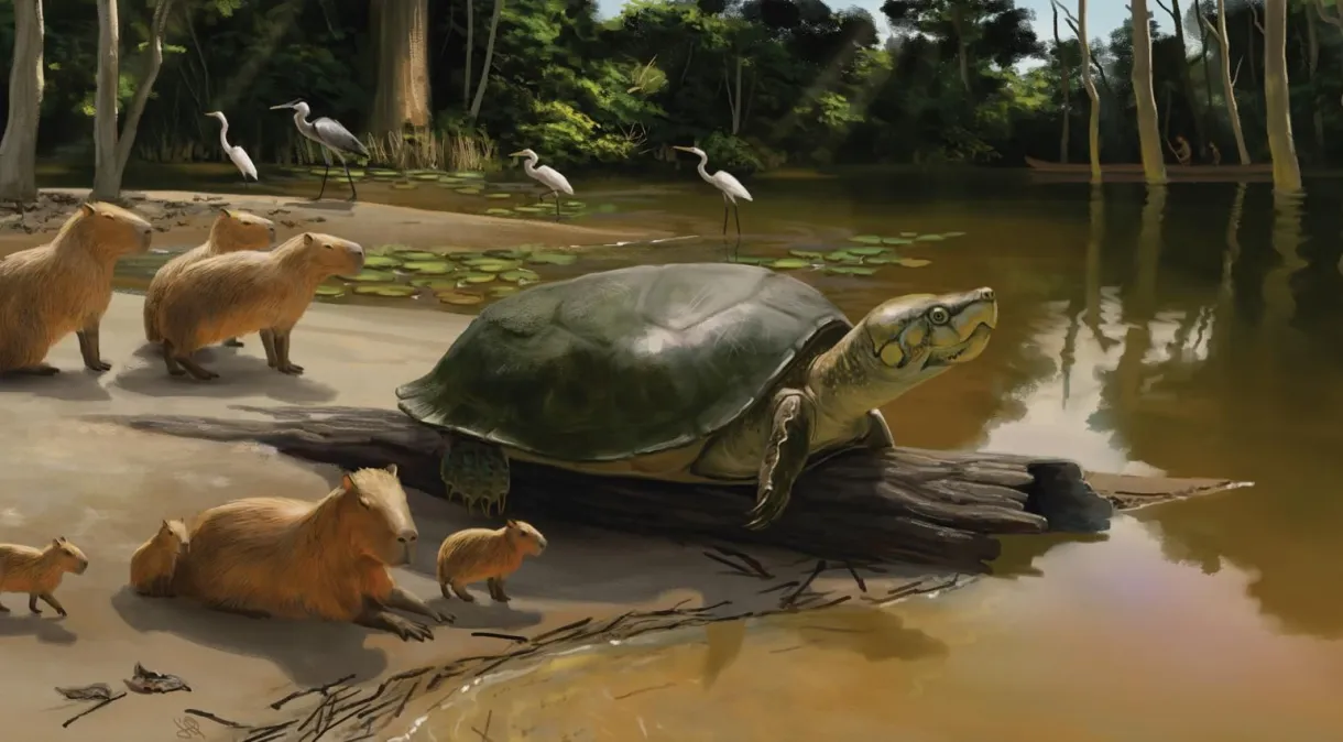 Fóssil revela tartaruga gigante que viveu na Amazônia há 40 mil anos