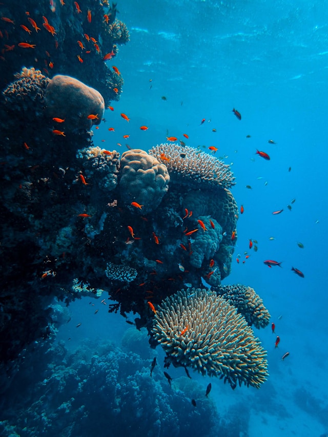 Calor nos oceanos gera branqueamento de corais