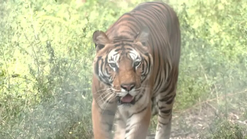 Tigres de zoológico da Argentina serão enviados para santuário na Índia