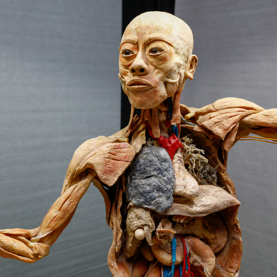 Exposição “Corpo Humano” chega a SP com órgãos conservados como eram em vida